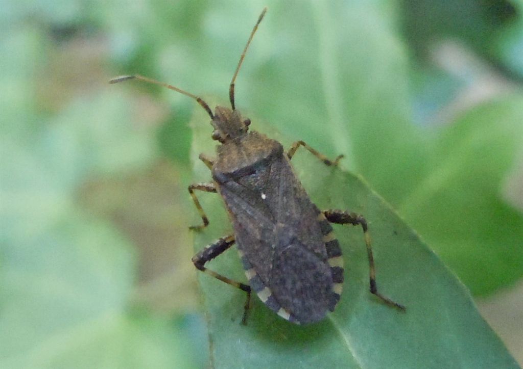 Coreidae: Ceraleptus gracilicornis della Campania (NA)